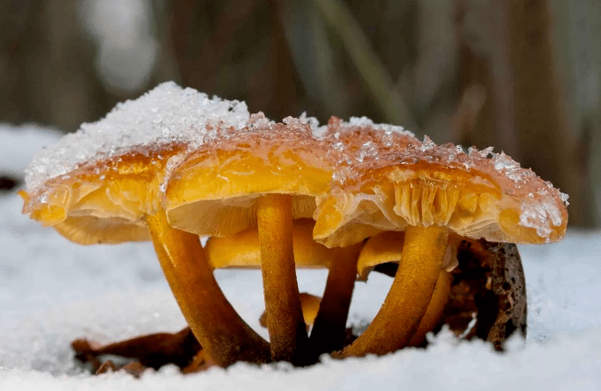 Winter fungi